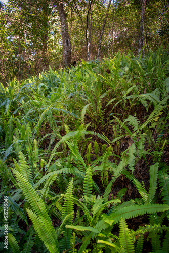 ferns on a hillside in the forest