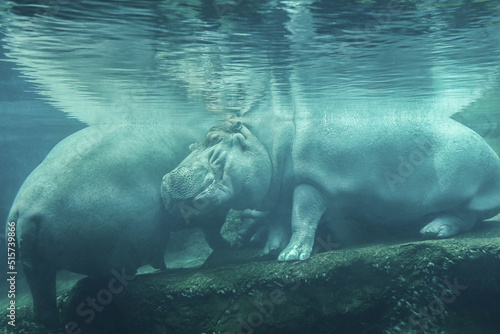 Fotografía A closeup shot of a hippopotamus under the water at the zoo