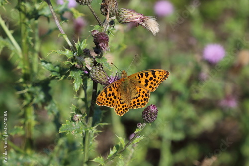 A Queen of Spain fritillary (Issoria lathonia) photo