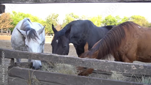 Brown young horse stallions in corral farm