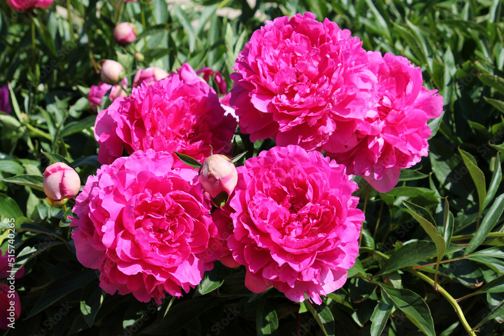 Pink double flowers of Paeonia lactiflora (cultivar Vostok). Flowering peony in garden Pink double flowers of Paeonia lactiflora (cultivar Vostok). Flowering peony in garden