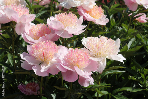 Pink flowers of Paeonia lactiflora (cultivar Zhemchuzhnaya Rossyp). Japanese flowered peony in garden photo