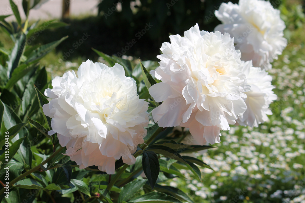 White double flowers of Paeonia lactiflora (cultivar Sol'vejg). Flowering peony in garden White double flowers of Paeonia lactiflora (cultivar Sol'vejg). Flowering peony in garden