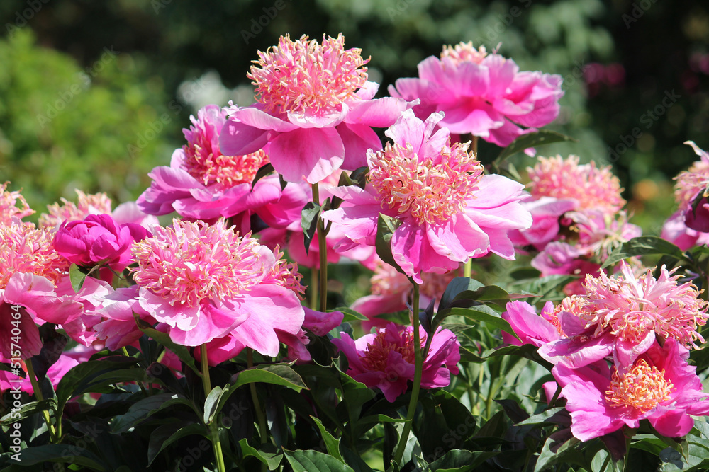 Obraz premium Pink flowers of Paeonia lactiflora (cultivar Neon). Japanese flowered peony in garden