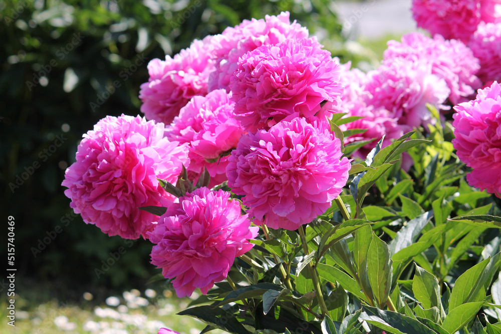 Pink double flowers of Paeonia lactiflora (cultivar Varenka). Flowering peony in garden Pink double flowers of Paeonia lactiflora (cultivar Varenka). Flowering peony in garden