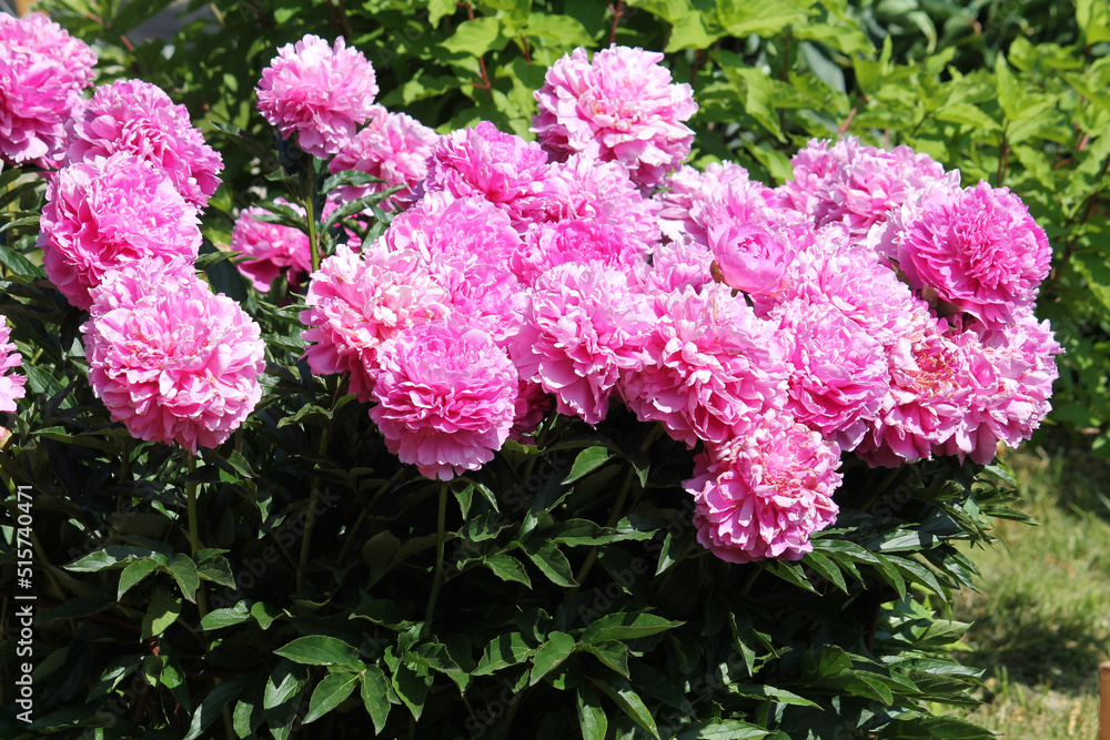 Pink double flowers of Paeonia lactiflora (cultivar Varenka). Flowering peony in garden Pink double flowers of Paeonia lactiflora (cultivar Varenka). Flowering peony in garden