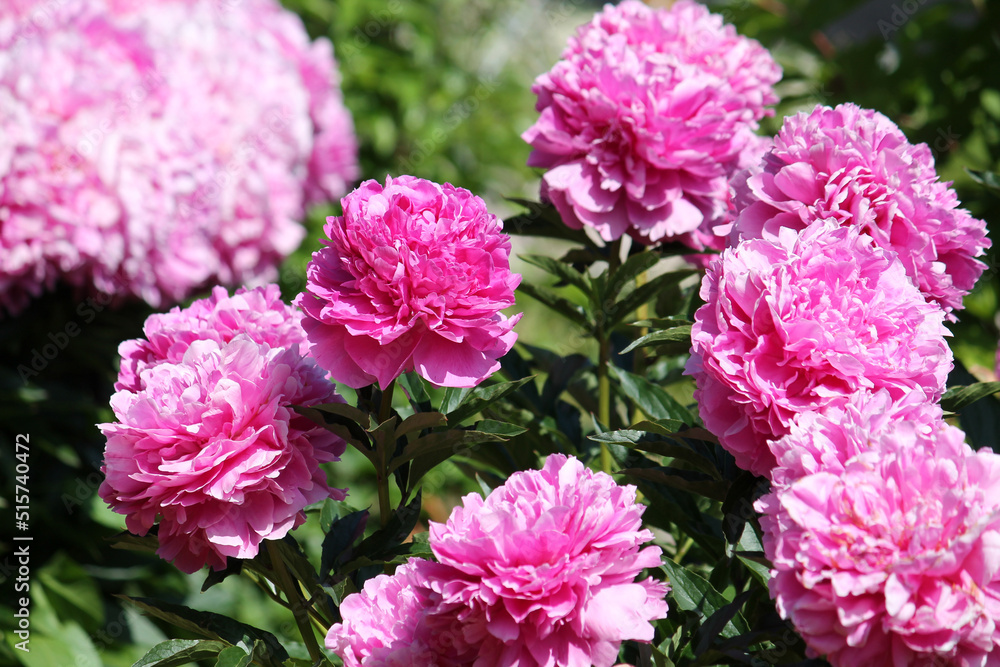 Pink double flowers of Paeonia lactiflora (cultivar Varenka). Flowering peony in garden