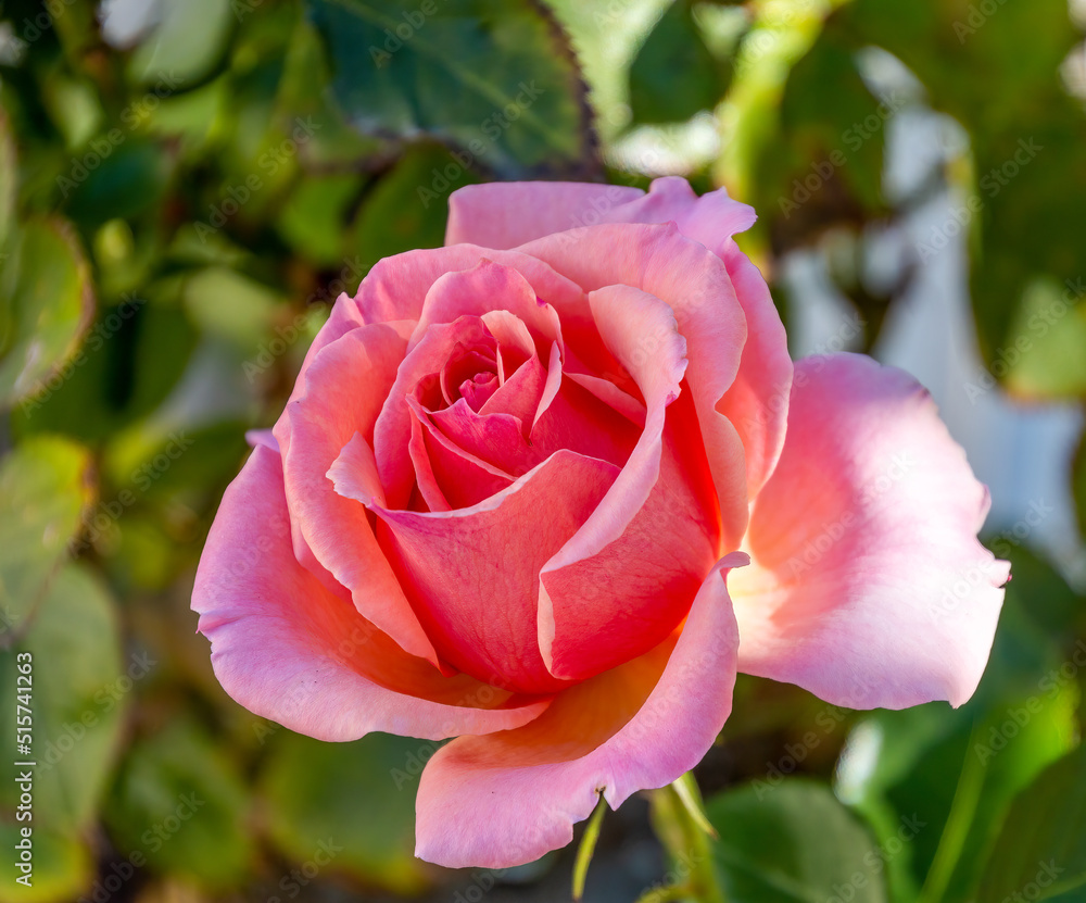 A single pink rose is in a garden. It is partially opened with green around it.