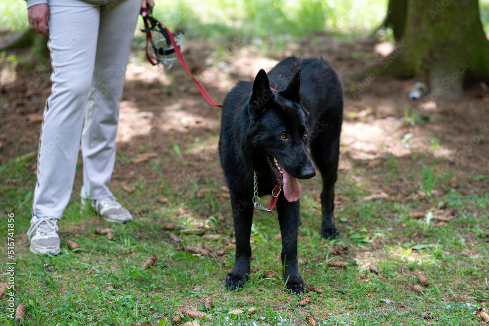 Black German Shepherd walking in the park. Black German Shepherd walking in the park.