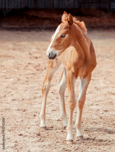 Portrait of a thoroughbred colt walking in a levada. Sunny summer day. Homemade animal. The beautiful newborn horse. Outdoor. Sports horse