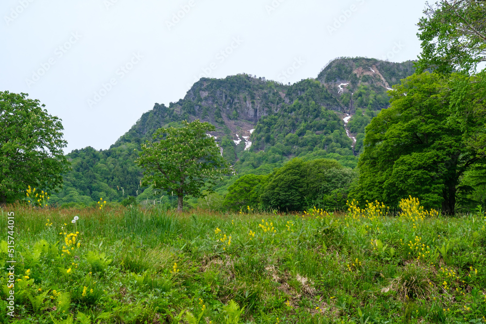 Obraz premium 残雪と花