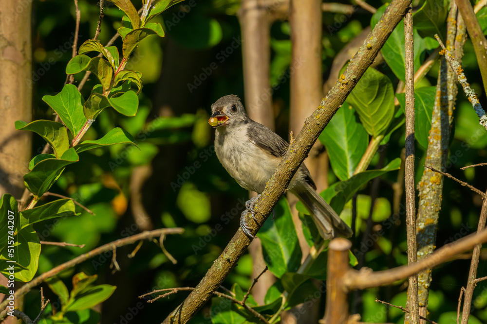 Tufted Titmouse Tufted Titmouse