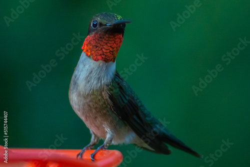 Ruby Throated HUmmingbird