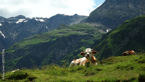 mountain cows grazing at Sportgastein, Nassfeld, mountain range at European alps in Austria. Most ugly cow ever seen. photo