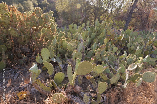 Cactus bushes in California. Caspers Wilderness Park,  July, 2022.   photo