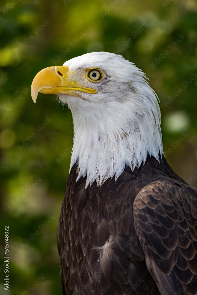 Bald Eagle Pose 1