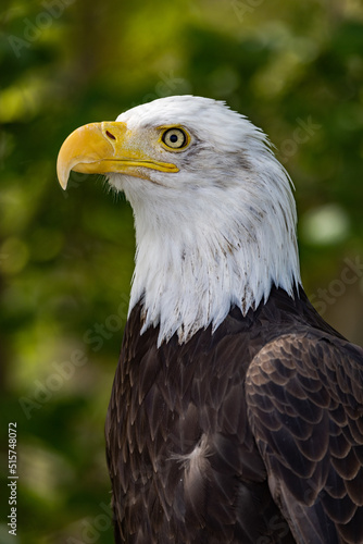 Bald Eagle Pose 1