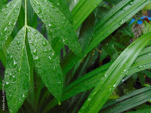 Raindrops on green leaves in the morning.
