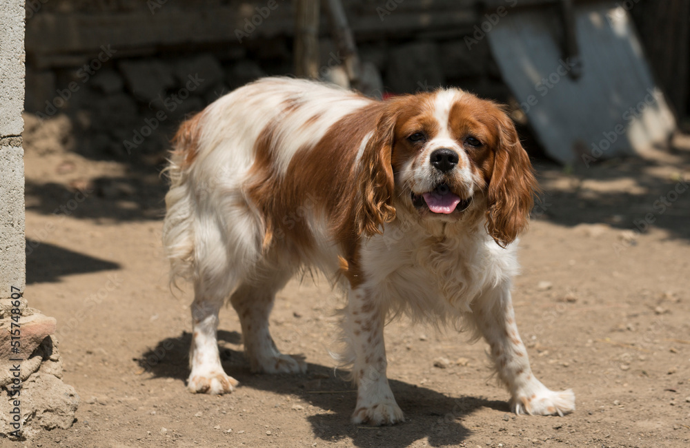 The Cavalier King Charles Spaniel is a small breed of spaniel classed in the toy group of The Kennel Club and the American Kennel Club. The Cavalier King Charles Spaniel is a small breed of spaniel classed in the toy group of The Kennel Club and the American Kennel Club.