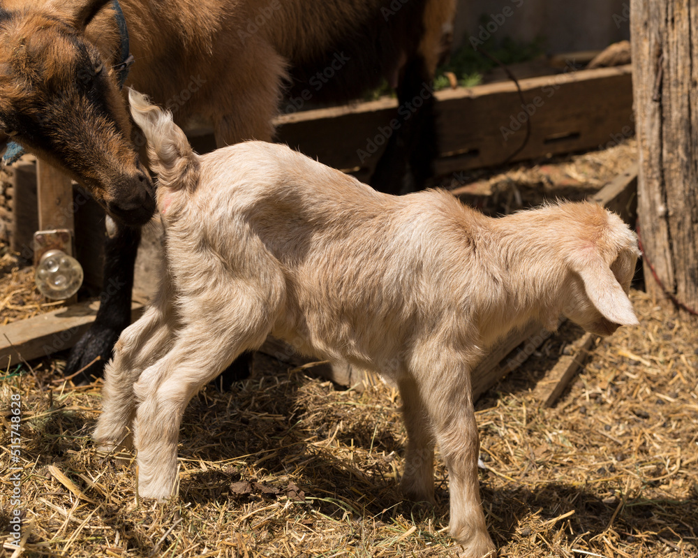 Fototapeta premium Alpine Goat Dairy Animal. Motherhood, the relationship between a mother and a newborn baby goat.