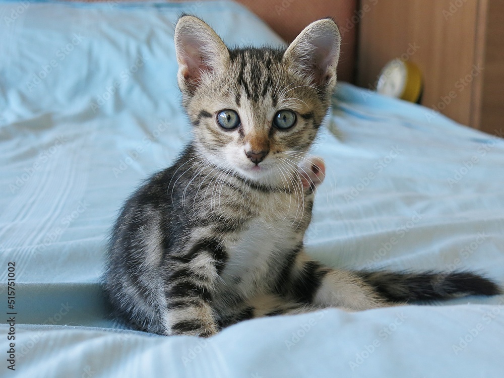 A tabby kitten on the bed.