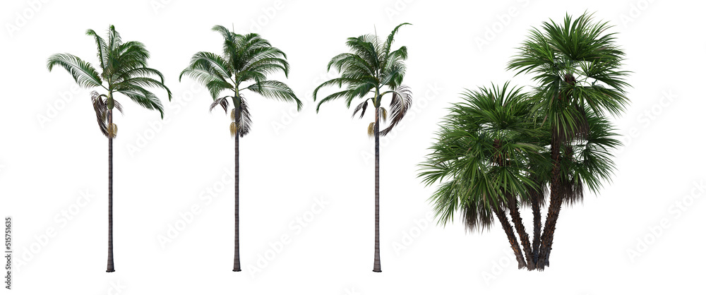 Tropical palm trees on a white background Tropical palm trees on a white background