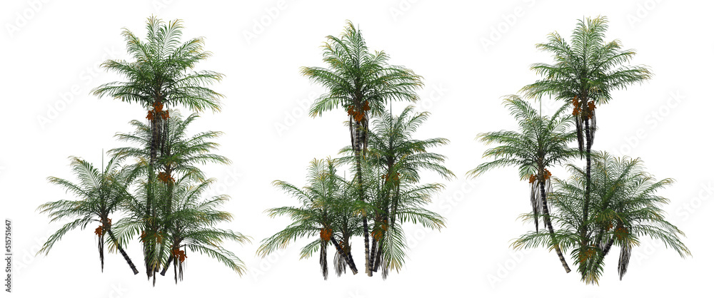 Tropical palm trees on a white background Tropical palm trees on a white background