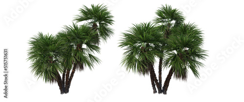 Tropical palm trees on a white background © jomphon