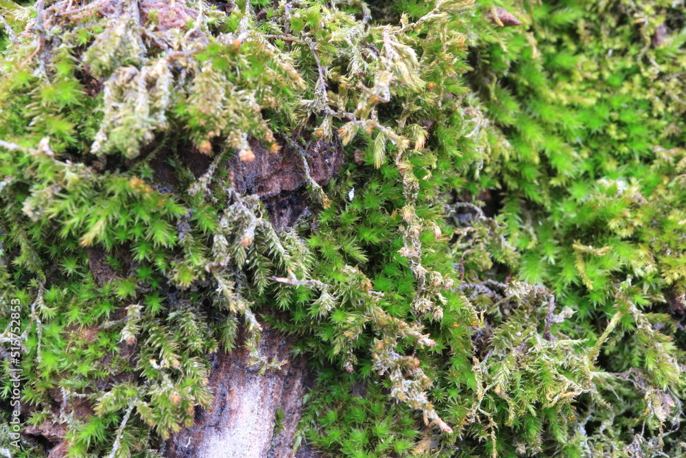 Tree bark. Green moss. Abstract background. Macro. Tree bark. Green moss. Abstract background. Macro.