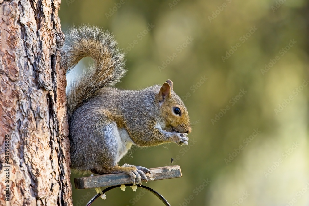 Squirrel drops a seed while eating. Squirrel drops a seed while eating.