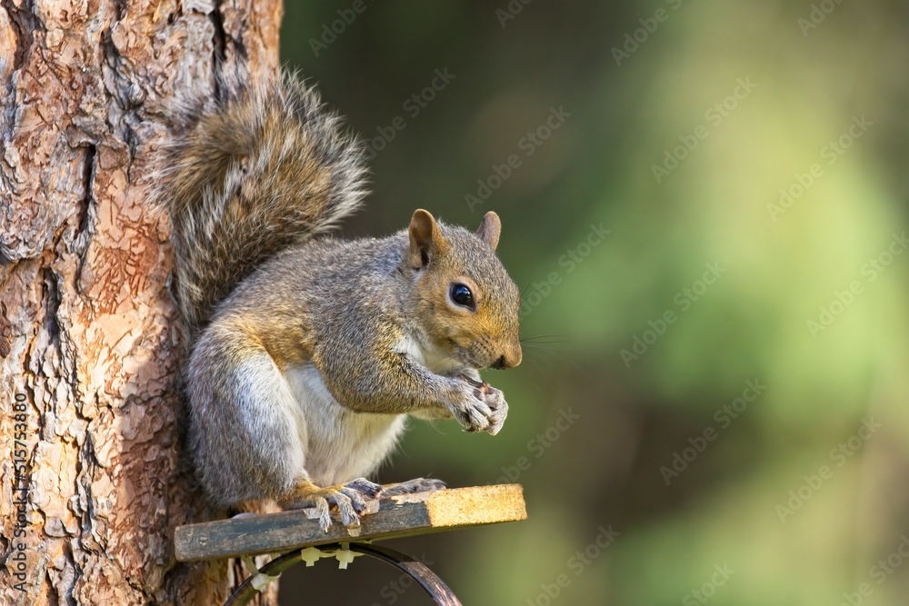 Squirrel eating seeds on a small platform. Squirrel eating seeds on a small platform.