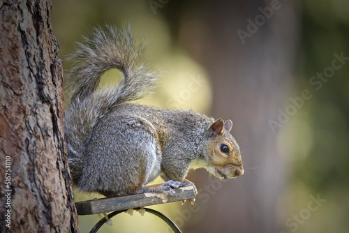 Sideview of squirrel on a perch.