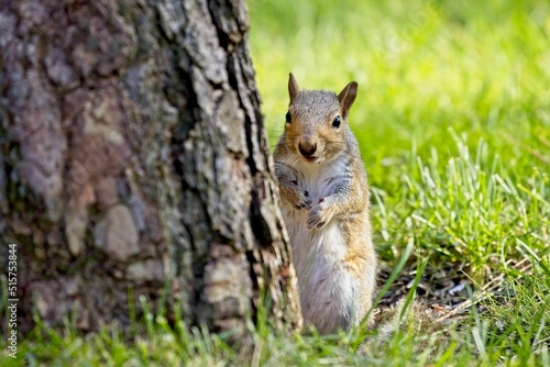 Cute squirrel looks at camera. © Gregory Johnston