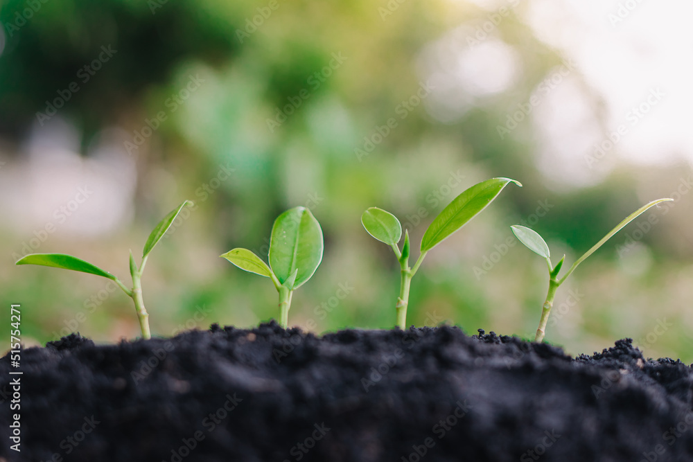 Fototapeta premium small plant growing on dirt in nature with sunshine green background. environment concept
