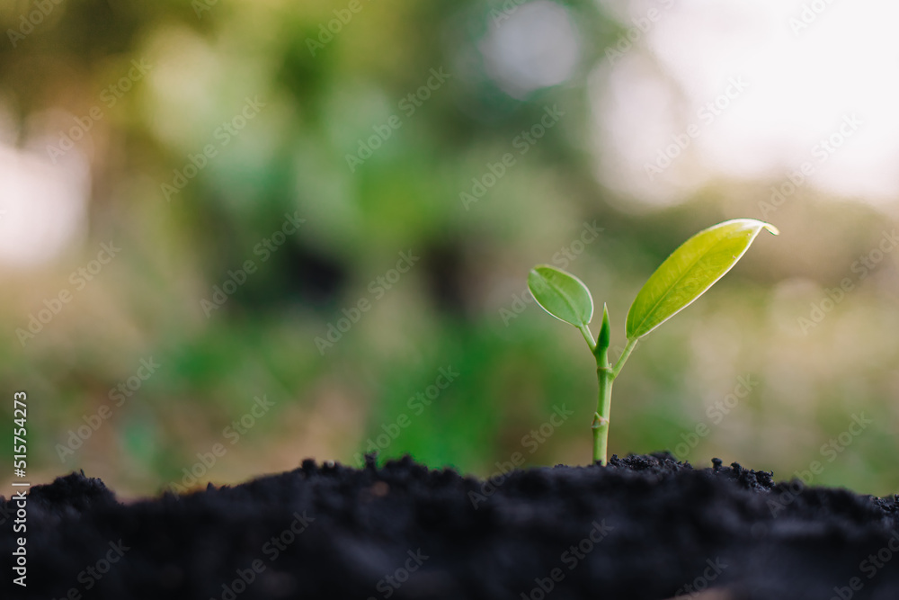 small plant growing on dirt in nature with sunshine green background. environment concept small plant growing on dirt in nature with sunshine green background. environment concept