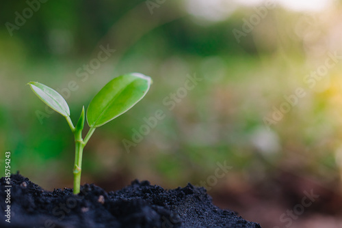 small plant growing on dirt in nature with sunshine green background. environment concept