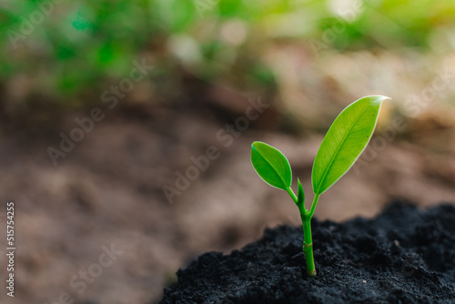small plant growing on dirt in nature with sunshine green background. environment concept