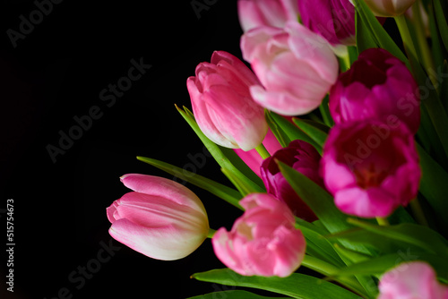 Copyspace with a bunch of tulip flowers against a black background. Closeup of beautiful flowering plants with pink petals and green leaves blooming and blossoming. Bouquet to gift for valentines day