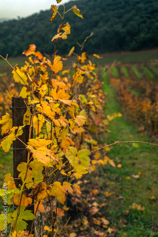 Obraz premium vine in autumn