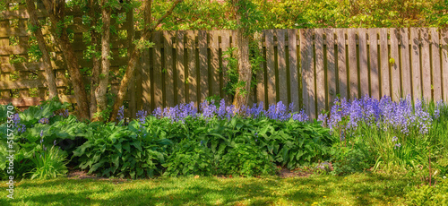 Fototapeta Naklejka Na Ścianę i Meble -  Bluebell flowers growing in a green garden in springtime with trees and wooden gate background. Many blue flower bunches in harmony with nature, tranquil vibrant flowerbed in a zen, quiet backyard