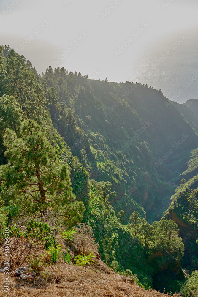 Scenic view of lush green forest in the mountains of La Palma, Canary islands in Spain. Tall Pine trees growing in a silent forest of zen. Nature at harmony with silent, soothing ambience Scenic view of lush green forest in the mountains of La Palma, Canary islands in Spain. Tall Pine trees growing in a silent forest of zen. Nature at harmony with silent, soothing ambience