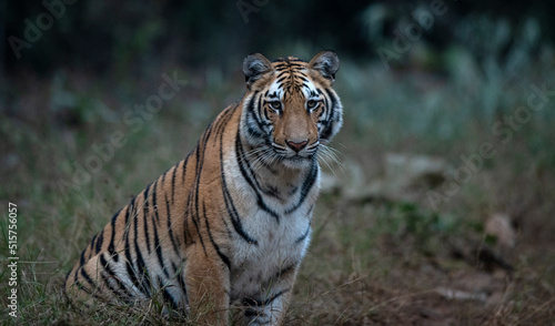 The regal Tiger of India