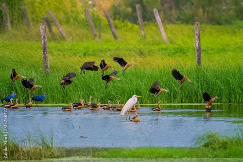 Avian biodiversity observed in the wetlands near Virar in Maharashtra, India photo