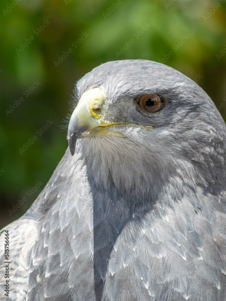 Vertical shot of a golden eagle in the foreground Vertical shot of a golden eagle in the foreground