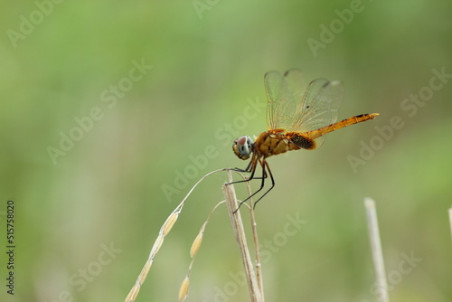 dragonfly on a leaf © ridho