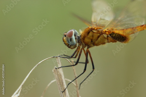 close up of a dragonfly © ridho