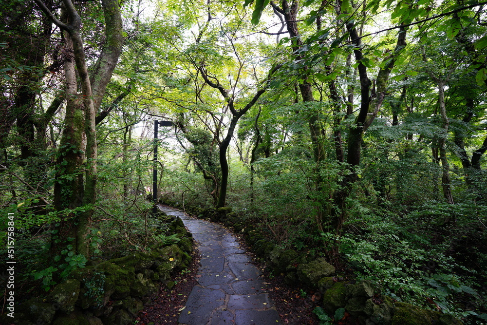 fine pathway to thick wild forest fine pathway to thick wild forest