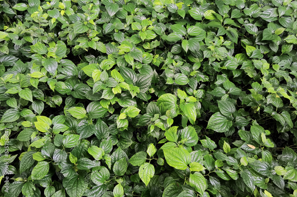 close up of fresh betel leaf in the garden close up of fresh betel leaf in the garden