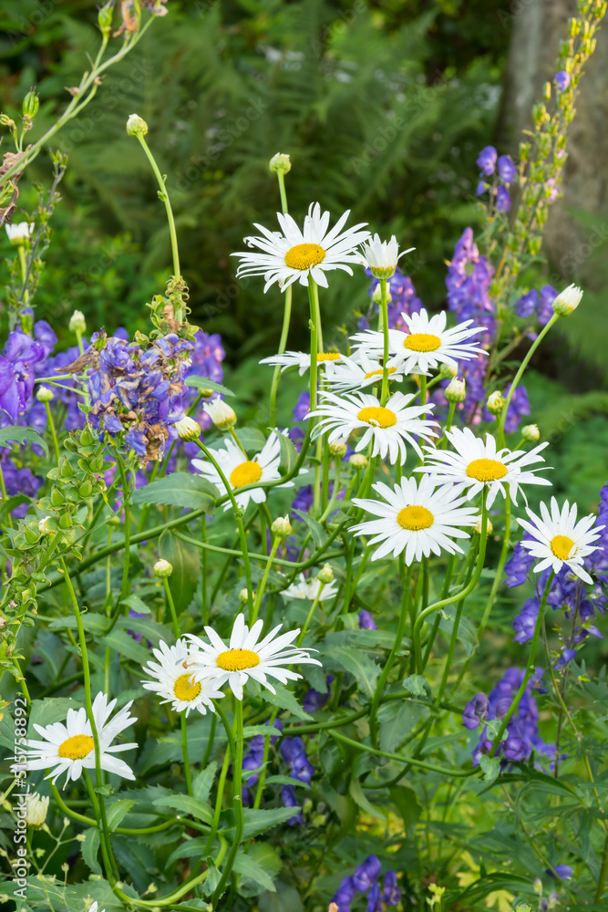 Closeup of a white daisy flowers growing in a garden in summer with blurred background, wallpaper. Marguerite plants blooming in botanical garden in spring. wild flowers blooming in a backyard
