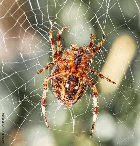 Print op canvas Closeup of a Walnut Orb weaver Spider on a web on a summer day